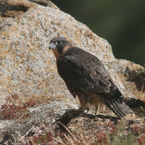 Falco peregrinus brookei, juvenile, Agrigento 23 maggio 2009